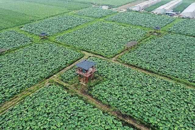 打开乡村振兴新路径，济南章丘做对了什么？
