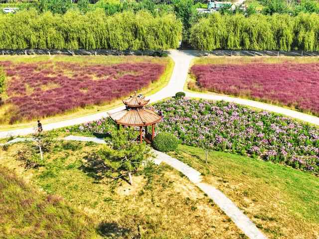 好景山东｜航拍济南商河郊野公园，浪漫花海美如仙境，快来邂逅