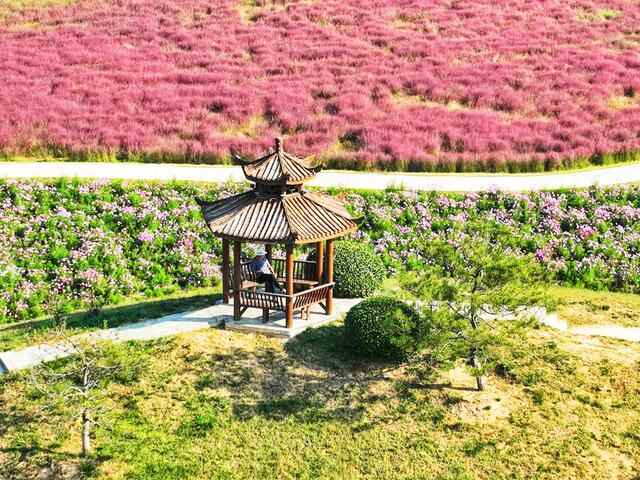 好景山东｜航拍济南商河郊野公园，浪漫花海美如仙境，快来邂逅