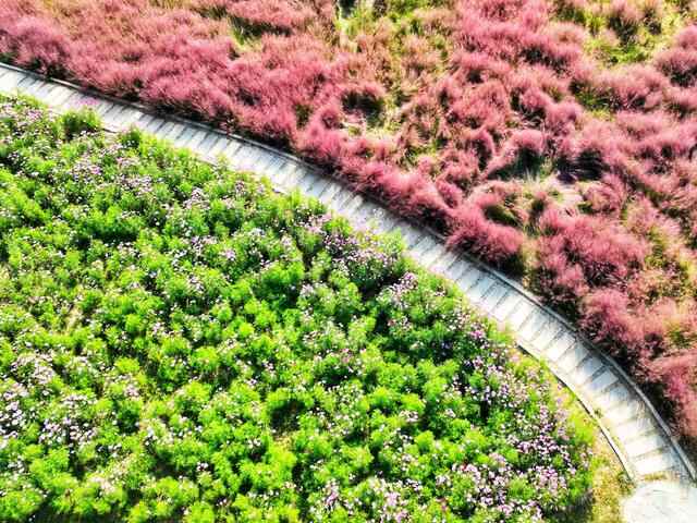 好景山东｜航拍济南商河郊野公园，浪漫花海美如仙境，快来邂逅