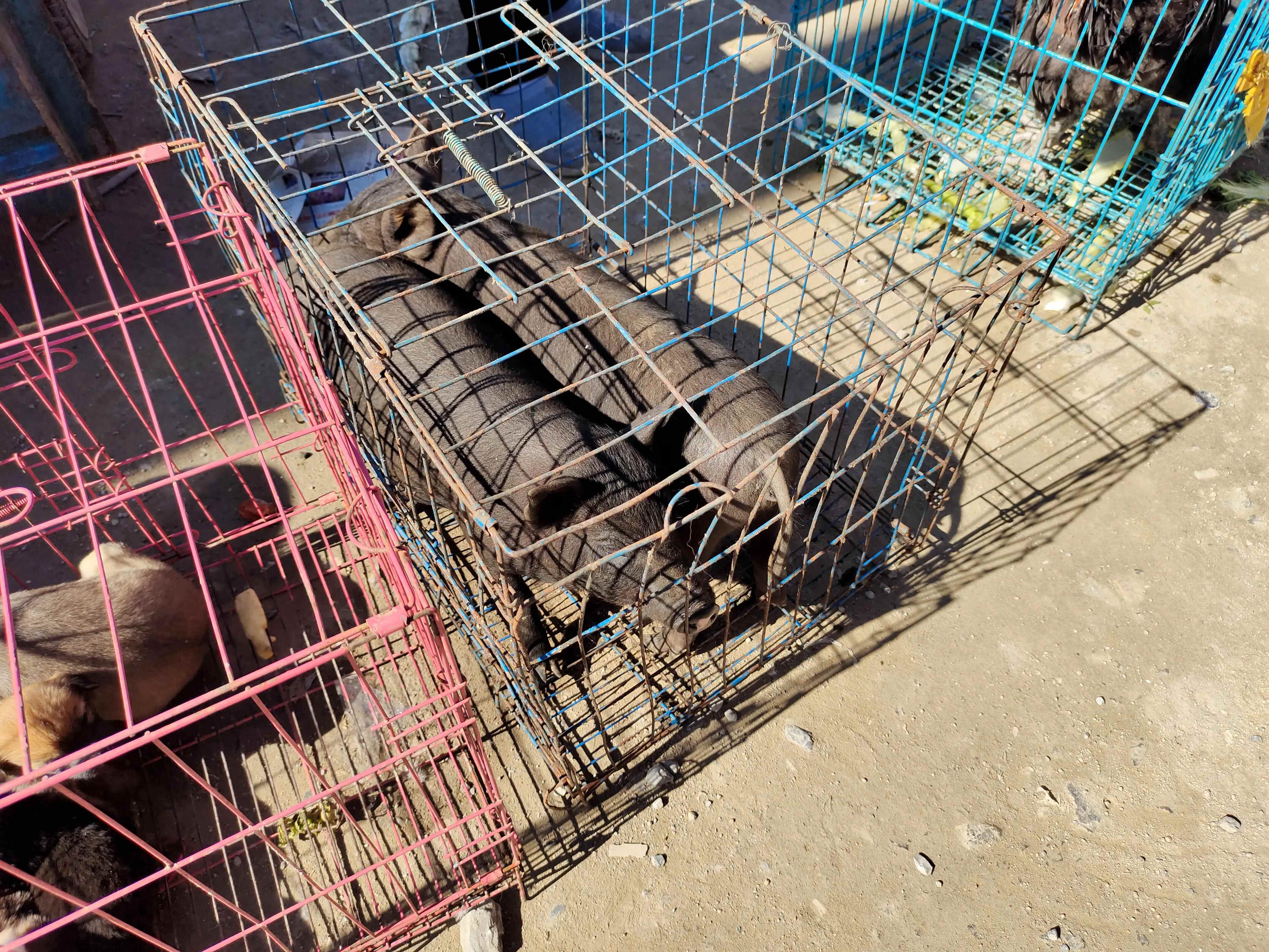 让我们一起来看看济南历城区最大的集是什么样的？