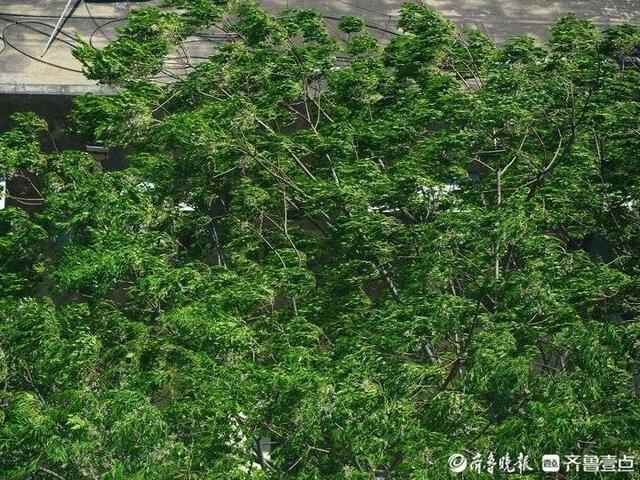 济南大风强劲，街头车辆倒一片