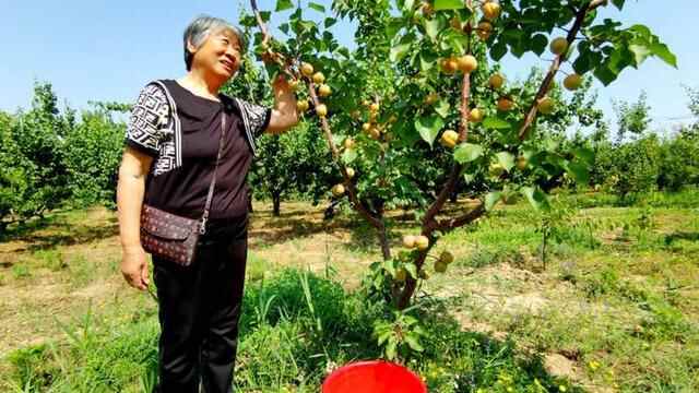 济阳黄河岸边杏子成熟，黄澄澄挂枝头，楞甜