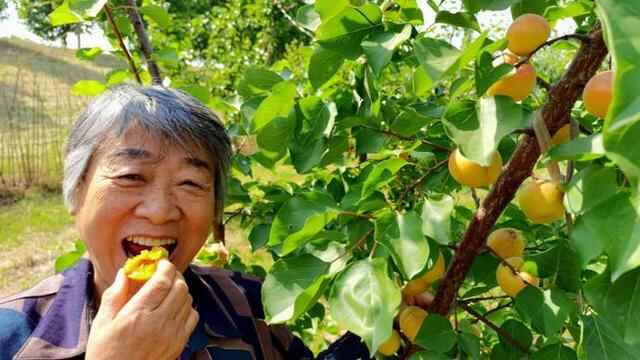 济阳黄河岸边杏子成熟，黄澄澄挂枝头，楞甜
