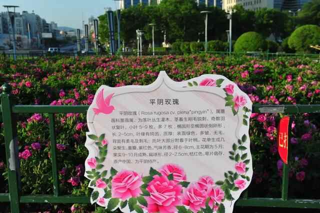 央视报道的这款家乡至味，让济南这座带有香味的小城再次出圈！