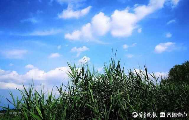 荷花美食吃过吗？章丘白云湖畔各种荷香食品迷人