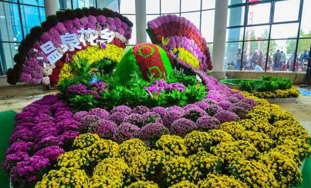 花博会第五日：珍稀花卉争奇斗艳，市民开启“逛吃狂买”模式