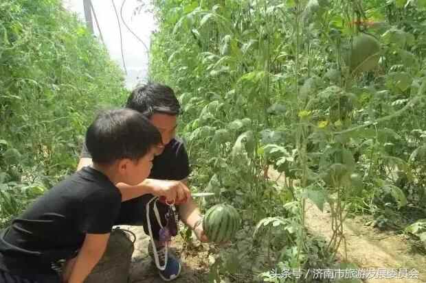 实用！到济南商河旅游吃啥？买啥？玩啥？这是最新版参考答案！