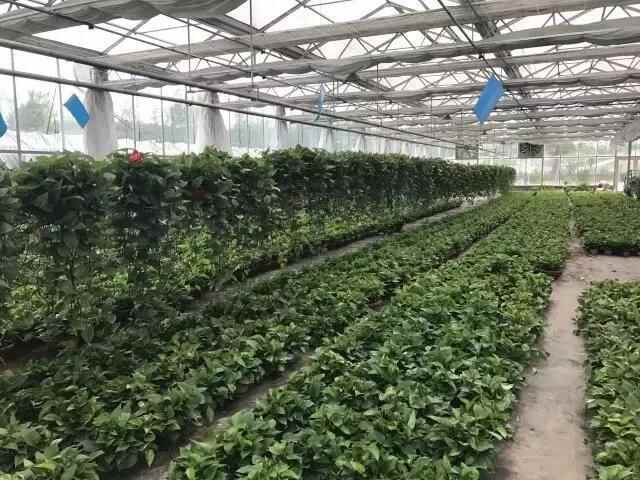 这个七月，济南长清的鲜花和美食又来约你啦！