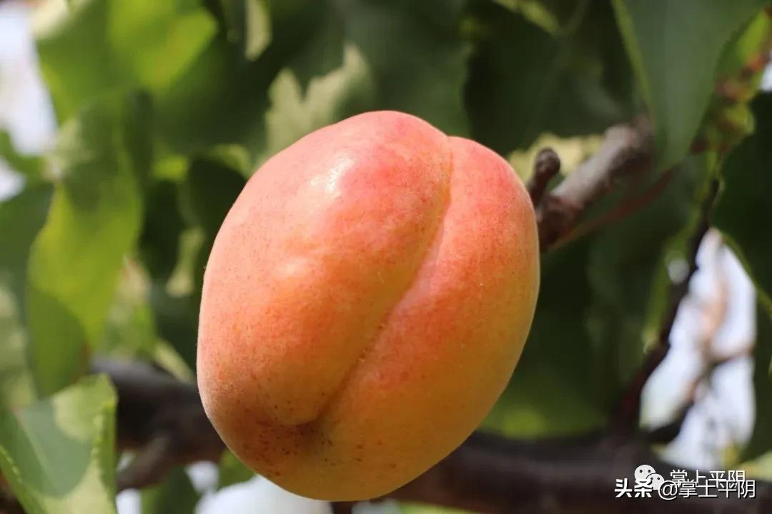 融媒推介 平阴好物 | 6月，一口好心情！“杏”福等你来
