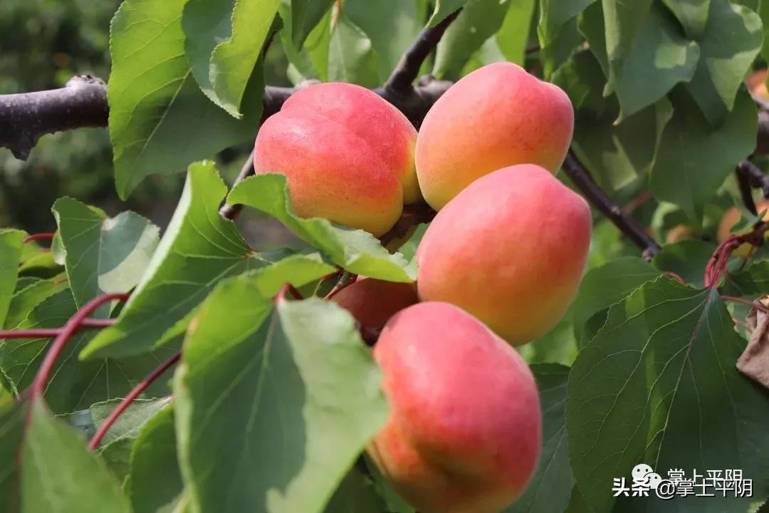 融媒推介 平阴好物 | 6月，一口好心情！“杏”福等你来