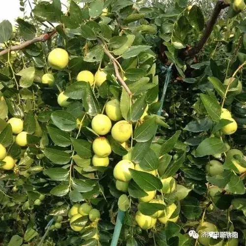 十一长假何必东奔西跑 金秋济阳八大旅游休闲区让您陶醉！