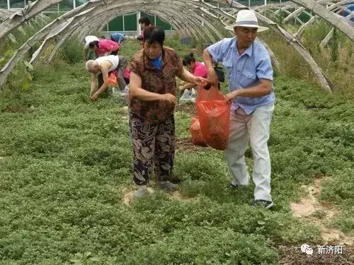 十一长假何必东奔西跑 金秋济阳八大旅游休闲区让您陶醉！