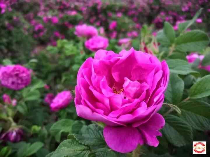 母亲节，自驾平阴赏花海、品美食（每车限2名母亲免费）