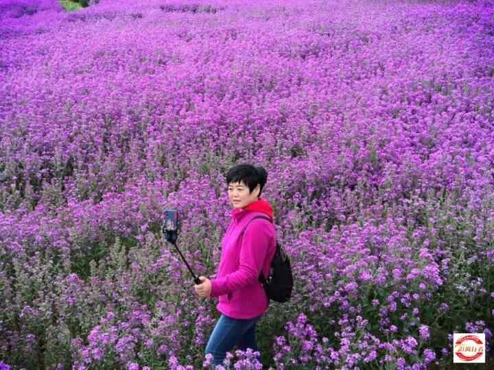 母亲节，自驾平阴赏花海、品美食（每车限2名母亲免费）