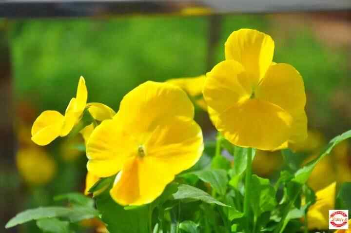 母亲节，自驾平阴赏花海、品美食（每车限2名母亲免费）