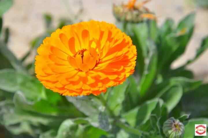 母亲节，自驾平阴赏花海、品美食（每车限2名母亲免费）