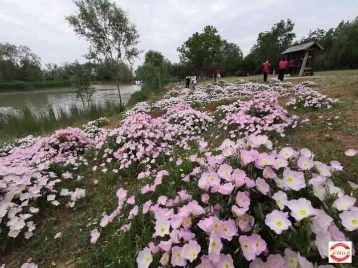 母亲节，自驾平阴赏花海、品美食（每车限2名母亲免费）