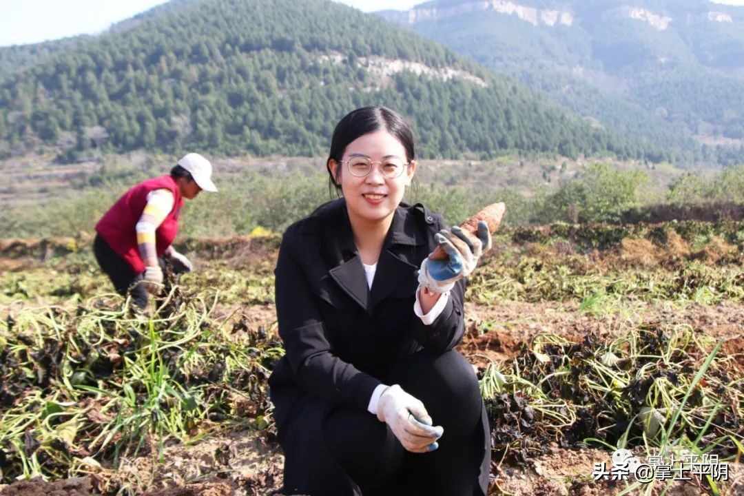 融媒推介 平阴好物 | 今日份的甜蜜“薯”于你
