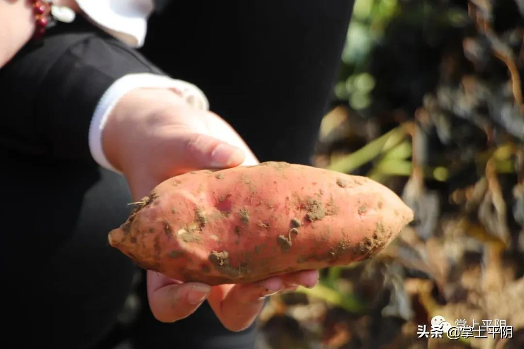 融媒推介 平阴好物 | 今日份的甜蜜“薯”于你