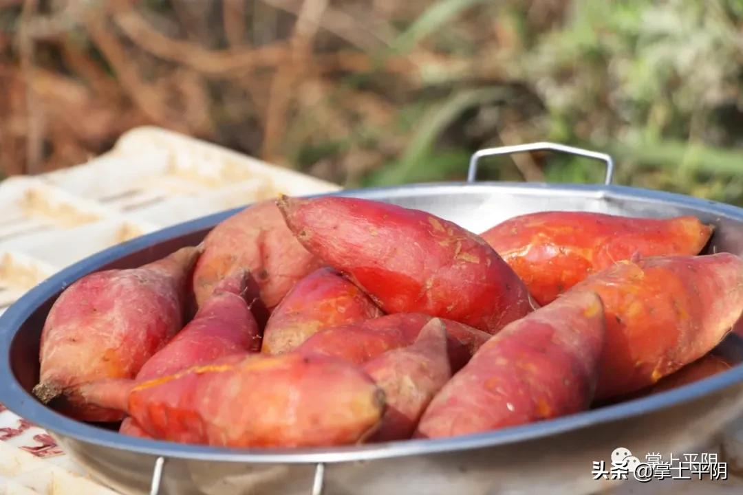 融媒推介 平阴好物 | 今日份的甜蜜“薯”于你
