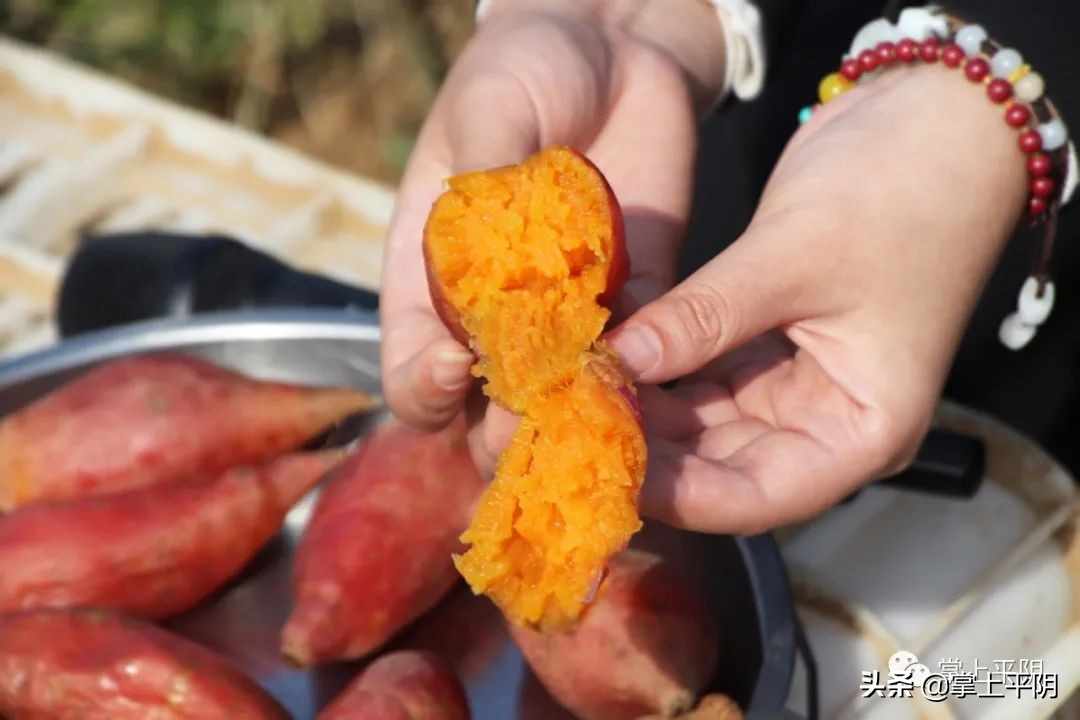 融媒推介 平阴好物 | 今日份的甜蜜“薯”于你