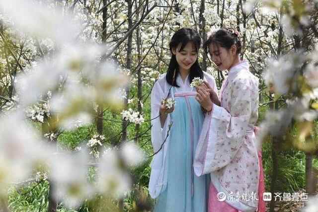 洁白的梨花、特色的小吃，商河梨花节上好热闹