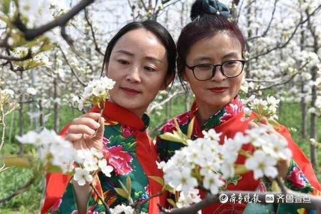 洁白的梨花、特色的小吃，商河梨花节上好热闹