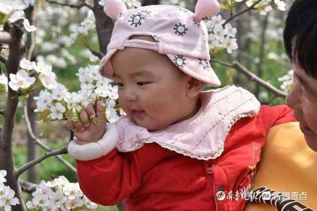 洁白的梨花、特色的小吃，商河梨花节上好热闹