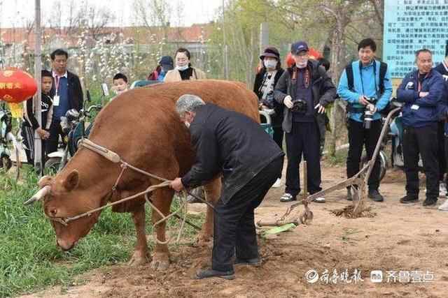 洁白的梨花、特色的小吃，商河梨花节上好热闹