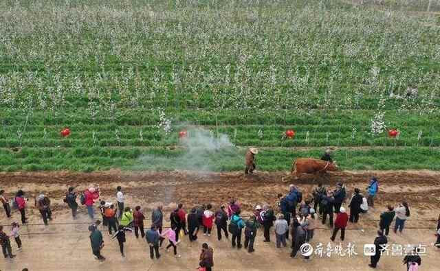洁白的梨花、特色的小吃，商河梨花节上好热闹