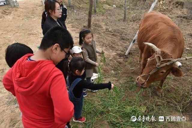 洁白的梨花、特色的小吃，商河梨花节上好热闹