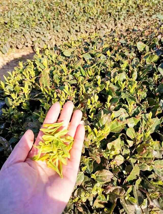 听了网友总结的“青岛四大广告”，崂山茶表示很委屈