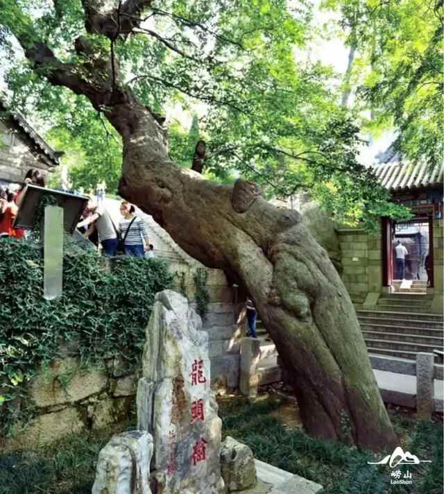 仙气与灵气在此汇聚，这里是海上名山第一——崂山！