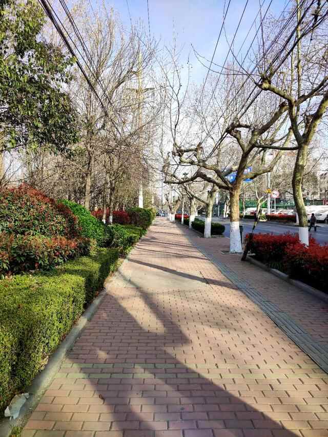 青岛这所大学的樱花开了，今年没有赏花人，只有寂寞冷