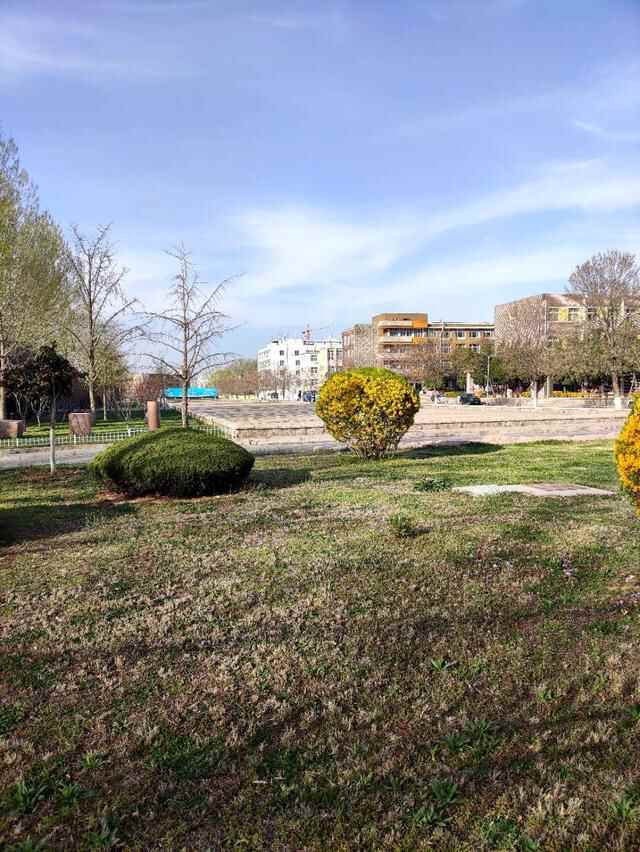青岛这所大学的樱花开了，今年没有赏花人，只有寂寞冷