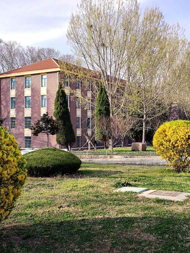 青岛这所大学的樱花开了，今年没有赏花人，只有寂寞冷