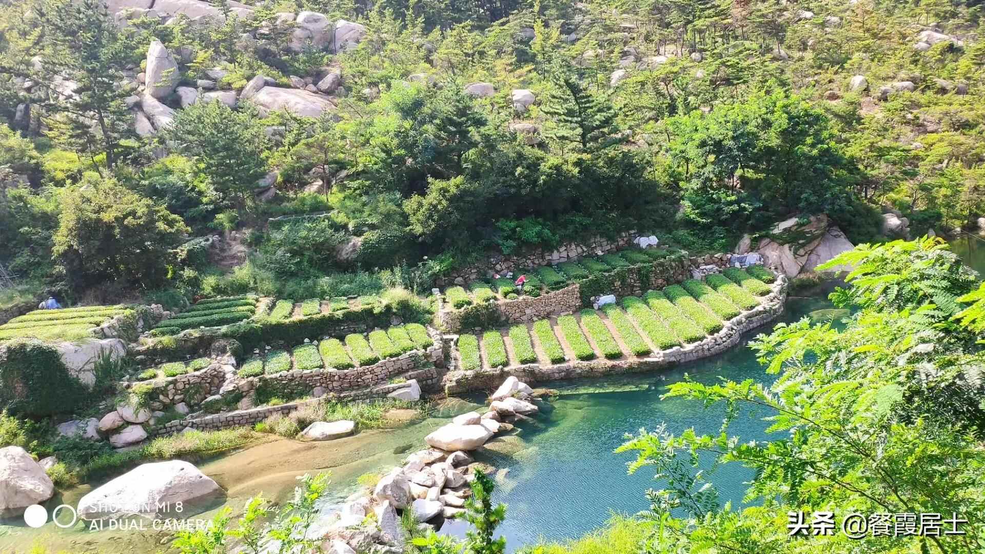欲说还休的崂山茶
