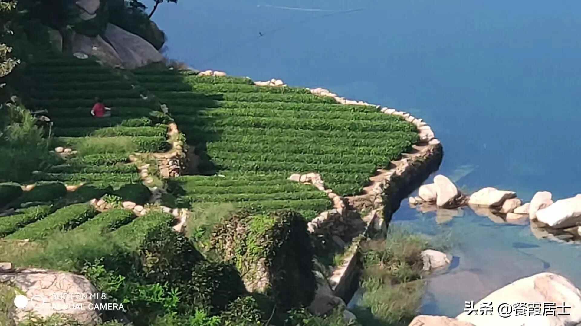 欲说还休的崂山茶