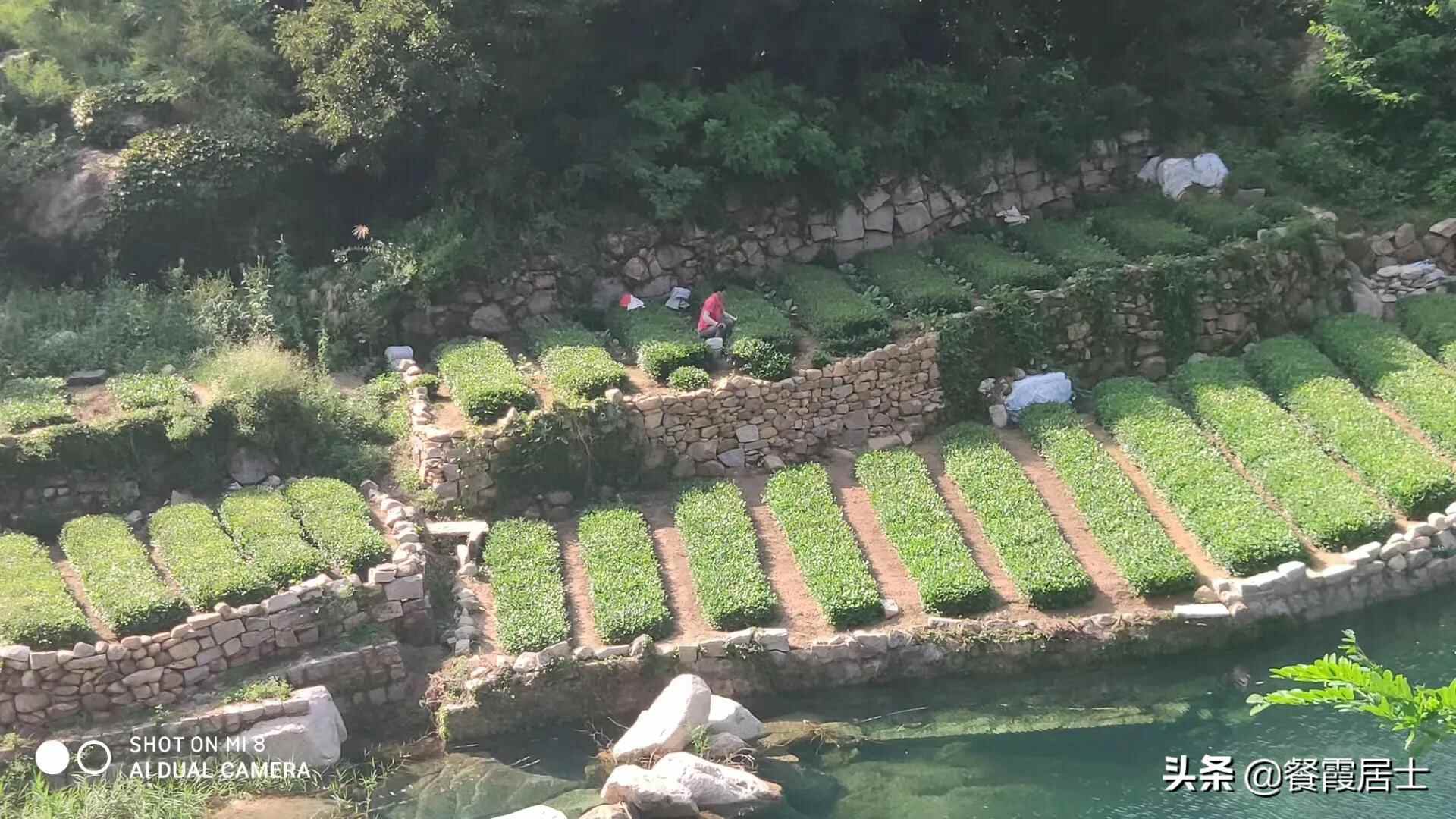 欲说还休的崂山茶