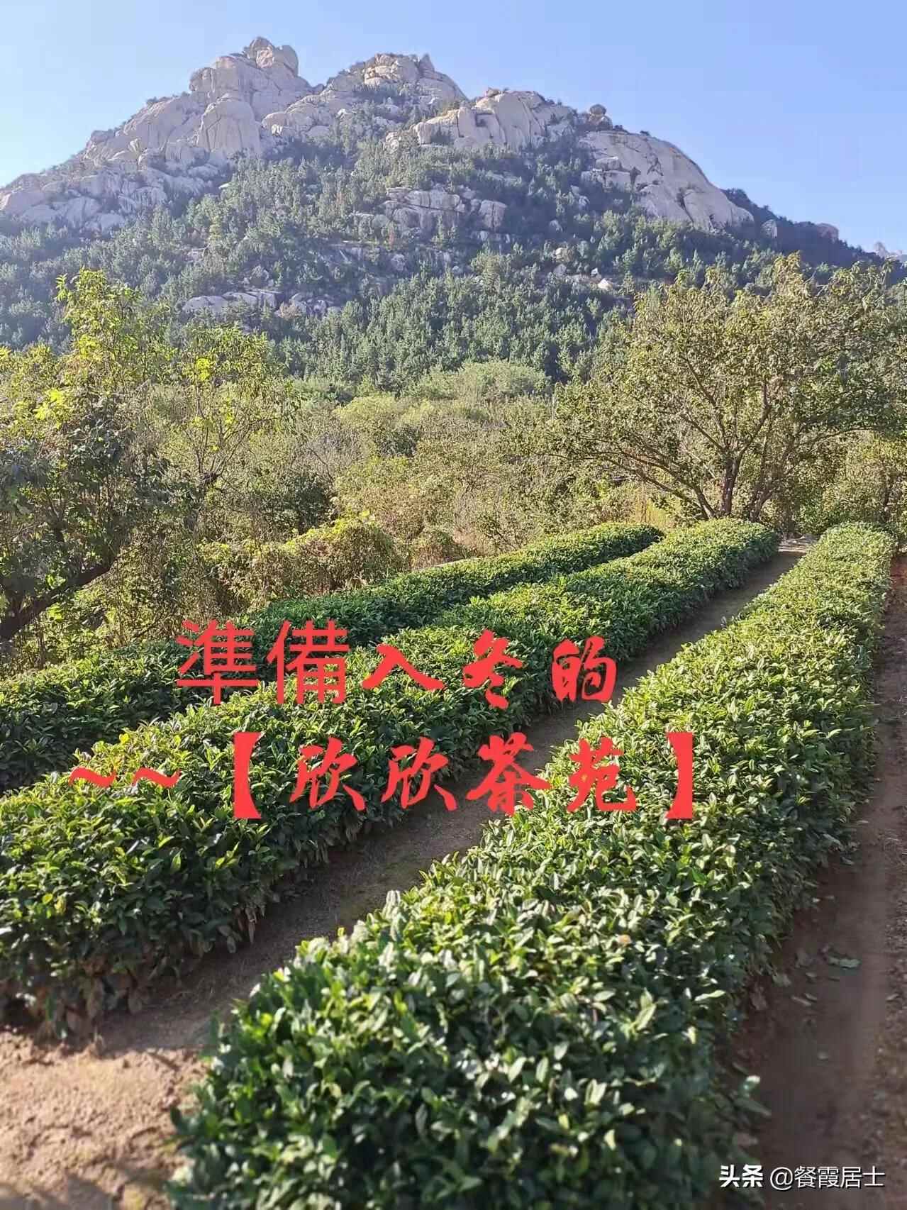 欲说还休的崂山茶