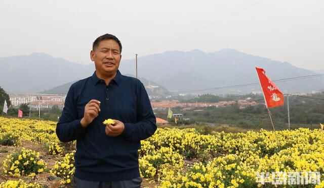 崂山开出“网红菊花”！可品茶能蒸炸，包饺子也给力，没有做不到只有想不到