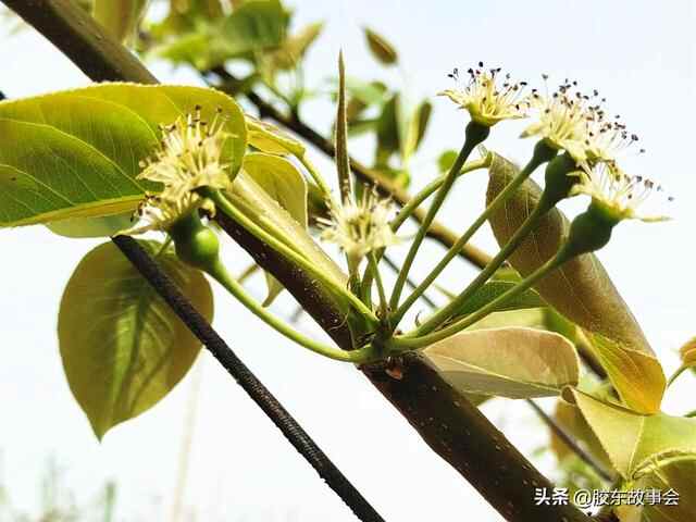 莱西市日庄镇院里村，古代因寺院而得名，现在因秋月梨而出名