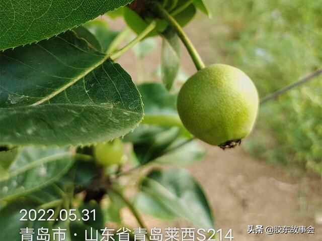 莱西市日庄镇院里村，古代因寺院而得名，现在因秋月梨而出名