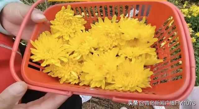 菊花入馔，来崂山这个地方一口吃掉甜甜的秋天