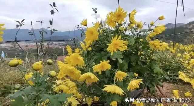 菊花入馔，来崂山这个地方一口吃掉甜甜的秋天
