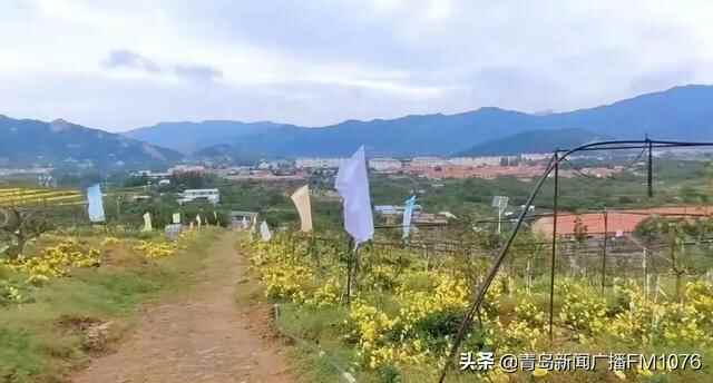菊花入馔，来崂山这个地方一口吃掉甜甜的秋天