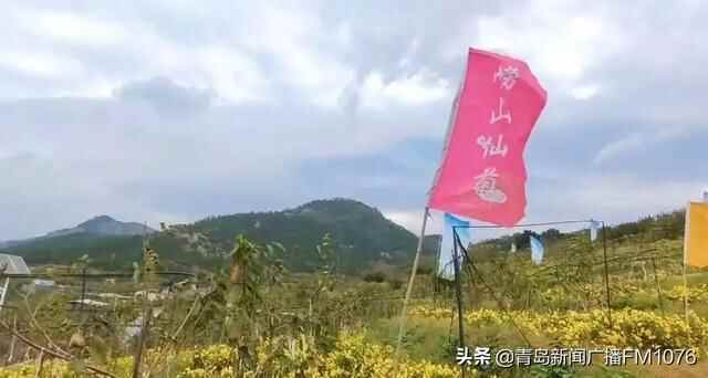 菊花入馔，来崂山这个地方一口吃掉甜甜的秋天