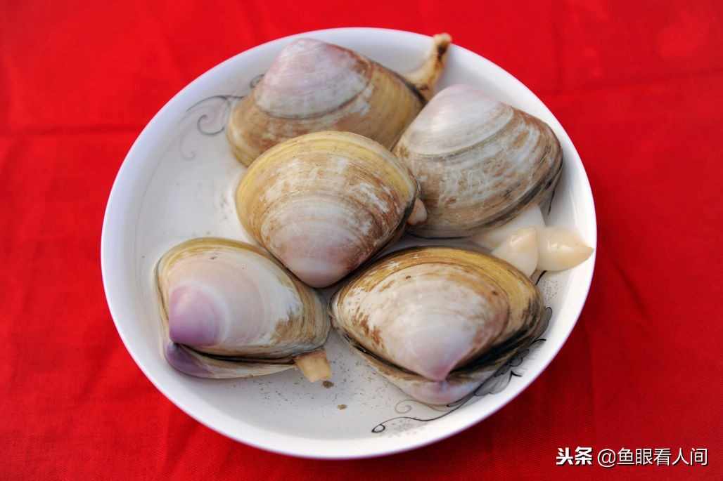 西施舌 蛏王 烧肉 烧鸡 在泊里才能吃到的特产美食 可遇不可求