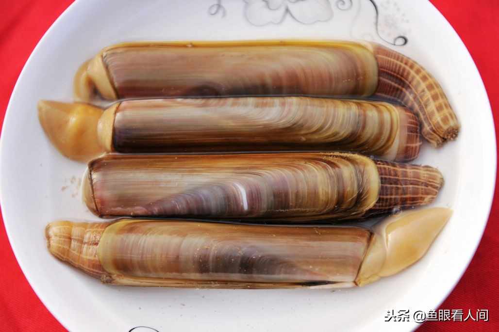 西施舌 蛏王 烧肉 烧鸡 在泊里才能吃到的特产美食 可遇不可求